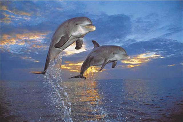 Marcos para cuadros laminas enmarcados, Flight two dolphins